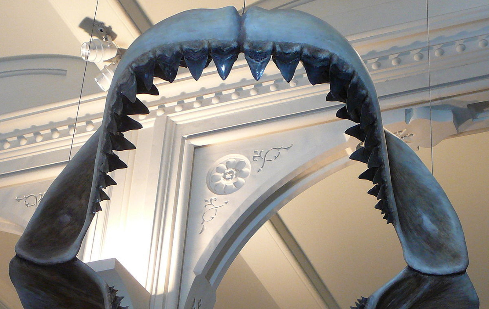Where do our Megalodon teeth come from?
