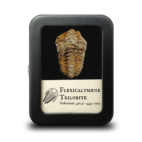 Flexicalymenemedium_600x.jpg?v