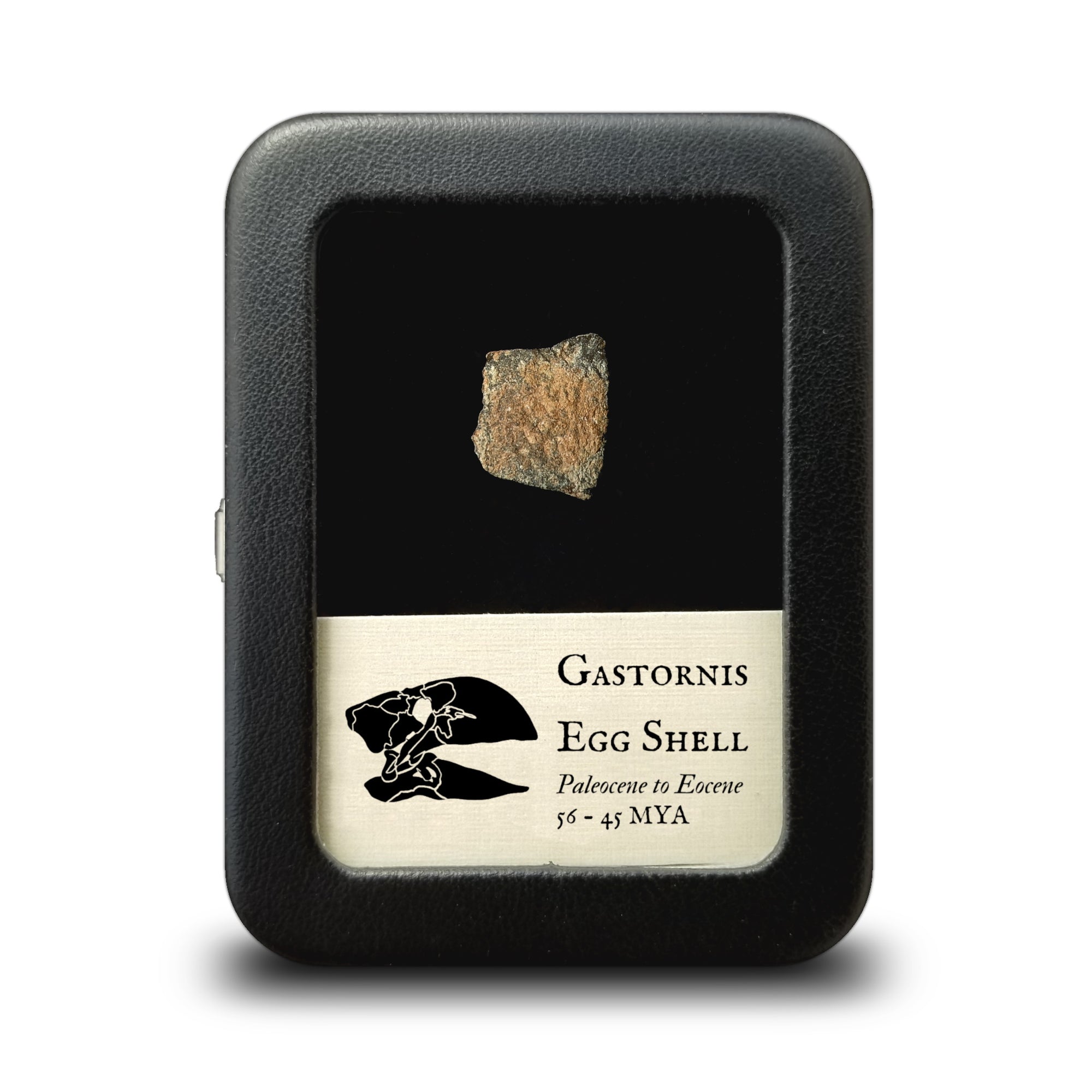 Gastornis Egg Shell Fragment - Paleocene to Eocene Epoch - 56 to 45 MYA - Salernes, France