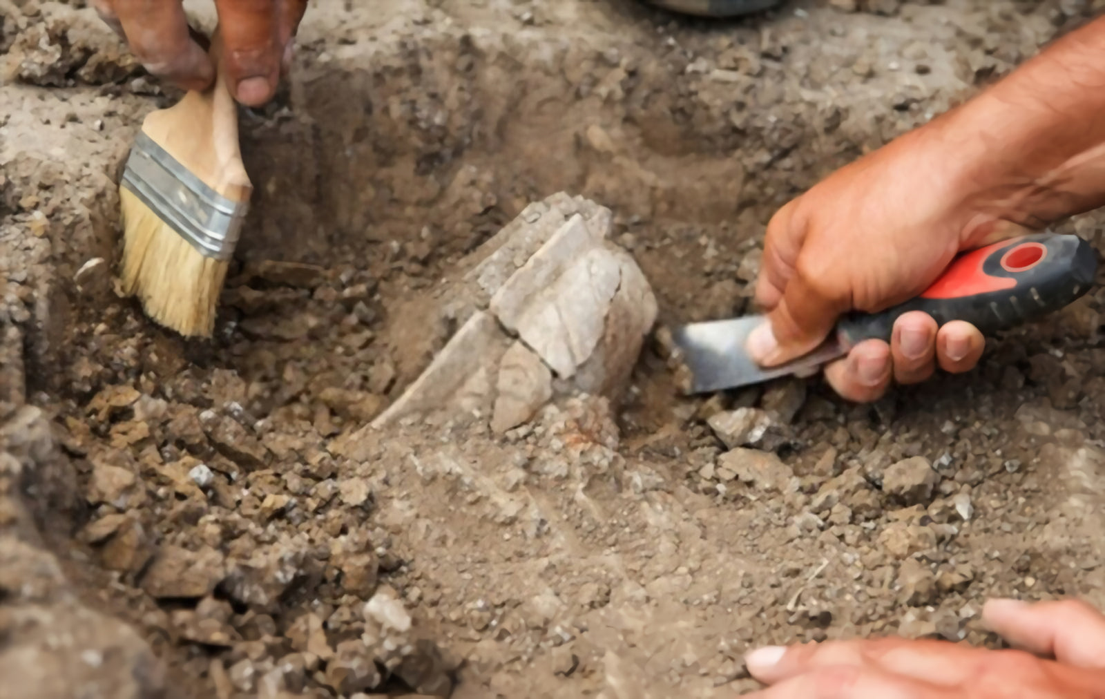 Where do fossils come from?