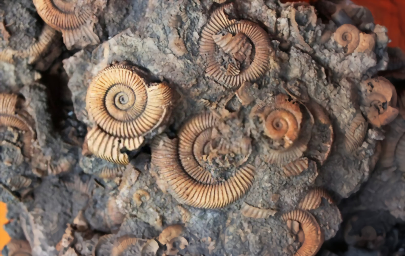 How does something become fossilized?