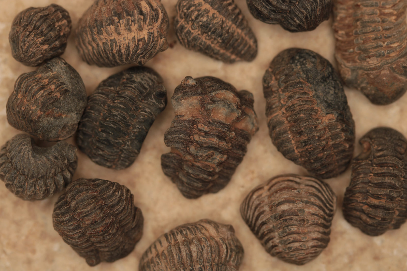 Trilobites