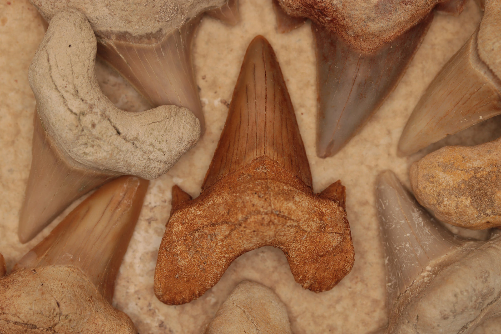 Shark Fossils