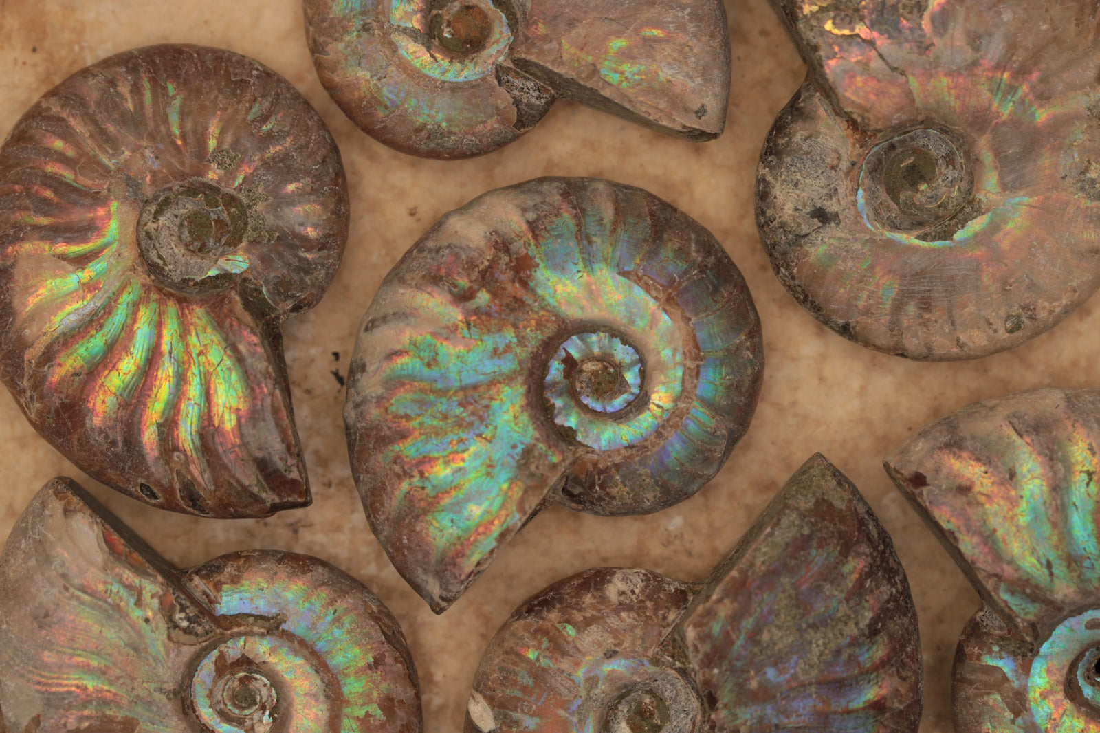 Ammonites