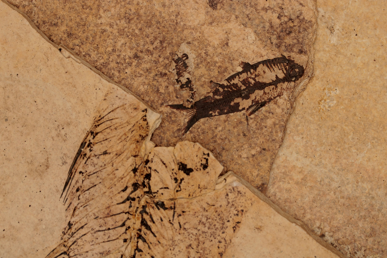 Fish Fossils