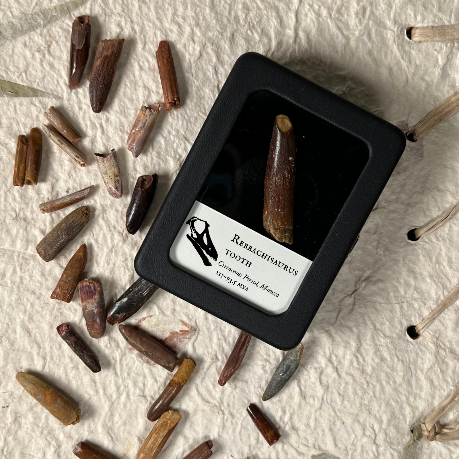 Rebbachisaurus Sauropod Tooth  - Cretaceous Period - 113 to 93 MYA - Morocco