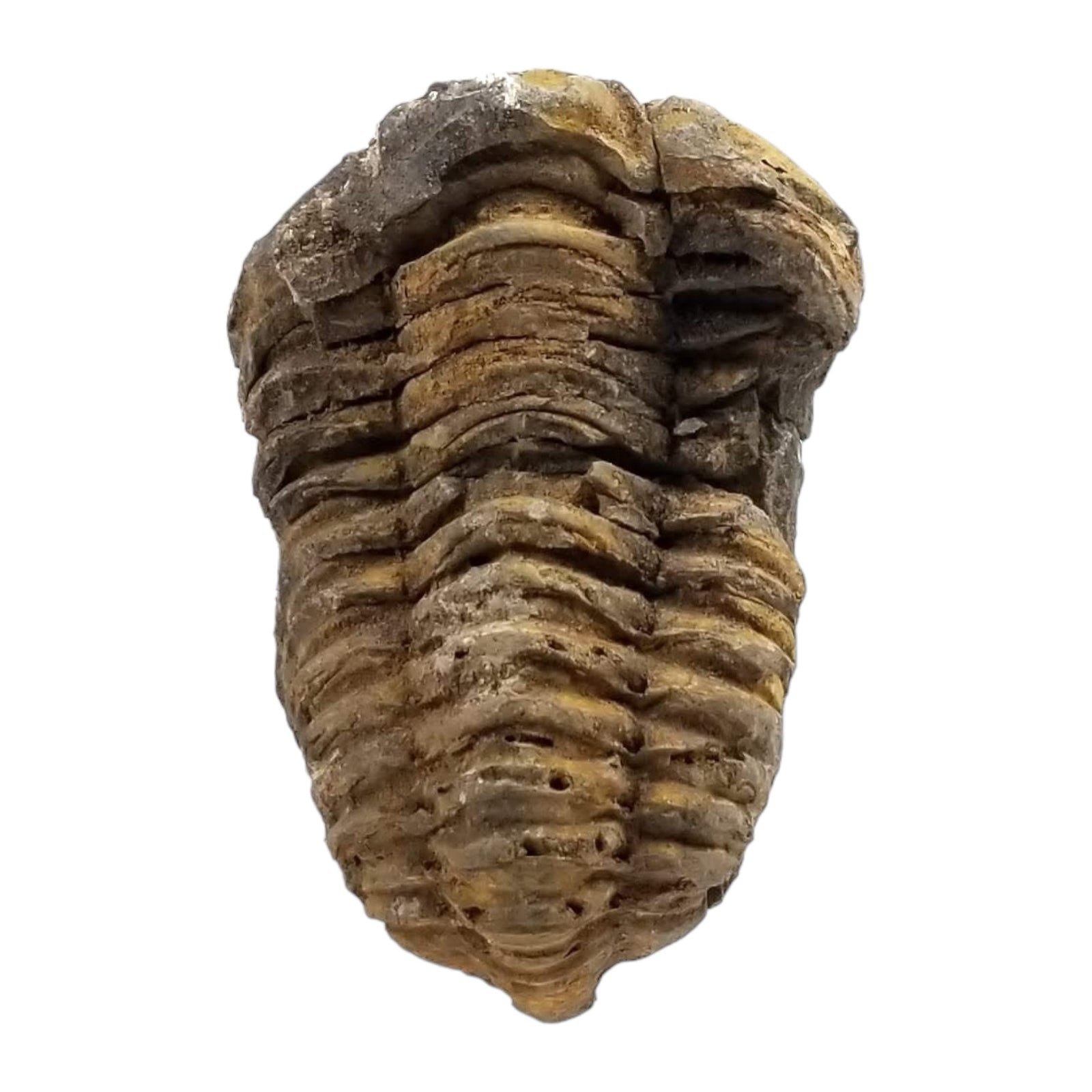 Large Flexicalymene Trilobite - Ordovician Period - 460.9 to 443.7 MYA - Morocco
