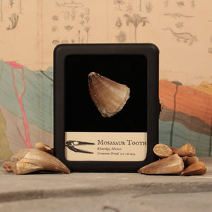 Large Mosasaur Tooth - Cretaceous Period - 101 to 66 MYA - Morocco