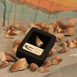 Small Mosasaur Tooth - Cretaceous Period - 101 to 66 MYA - Morocco