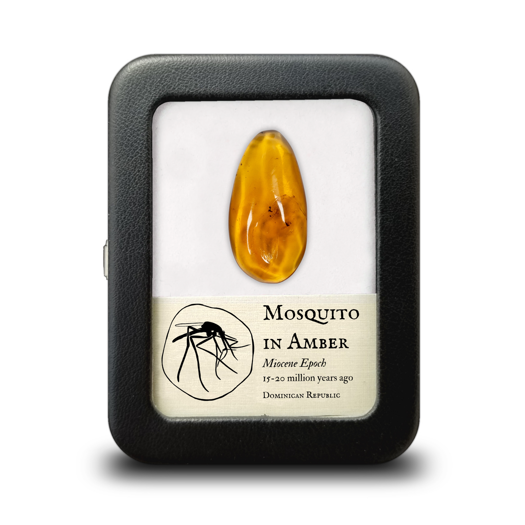 Mosquito in Dominican Amber -  Miocene Epoch - 15 to 20  MYA - Dominican Republic - 33mm-