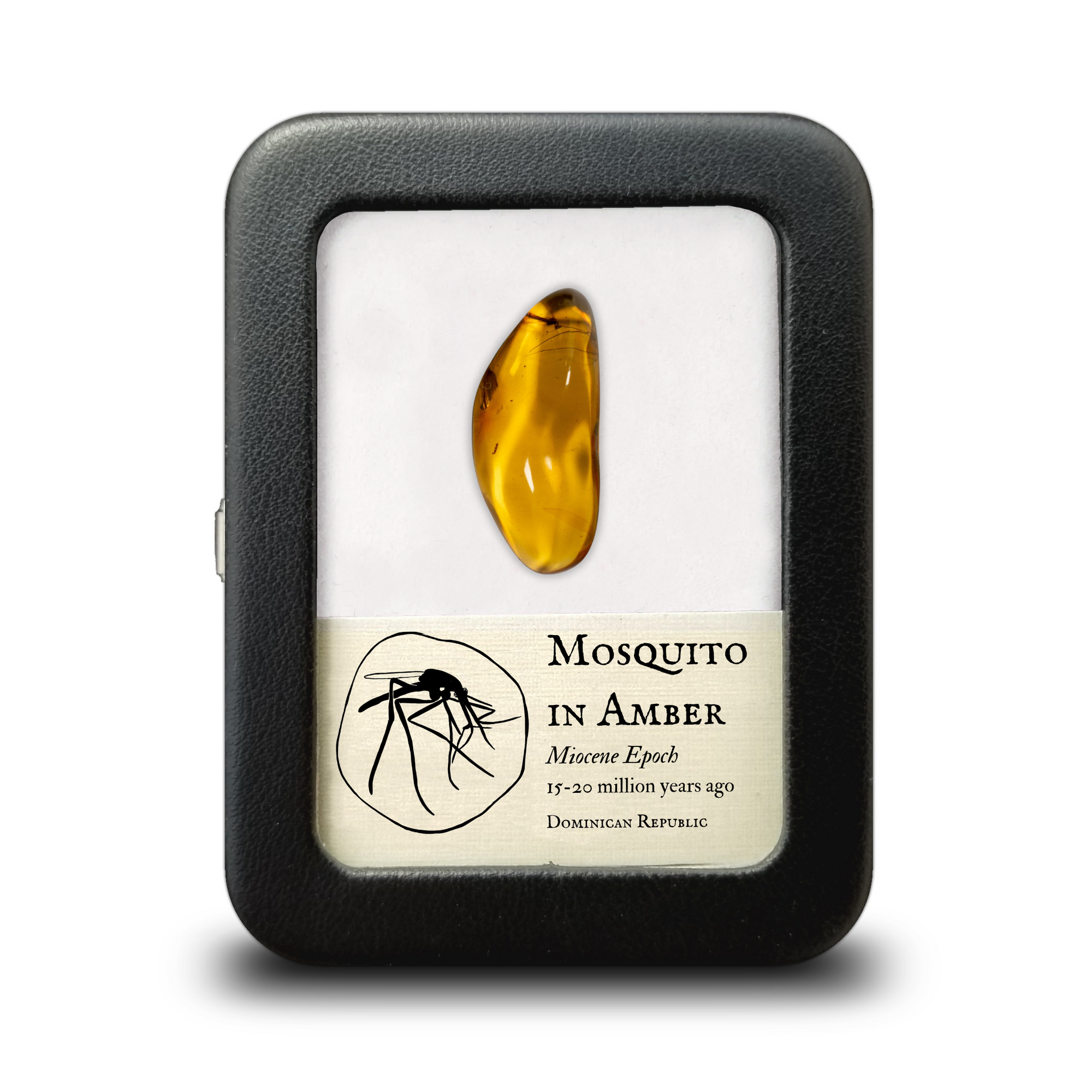 Mosquito in Dominican Amber -  Miocene Epoch - 15 to 20  MYA - Dominican Republic - 29 mm-