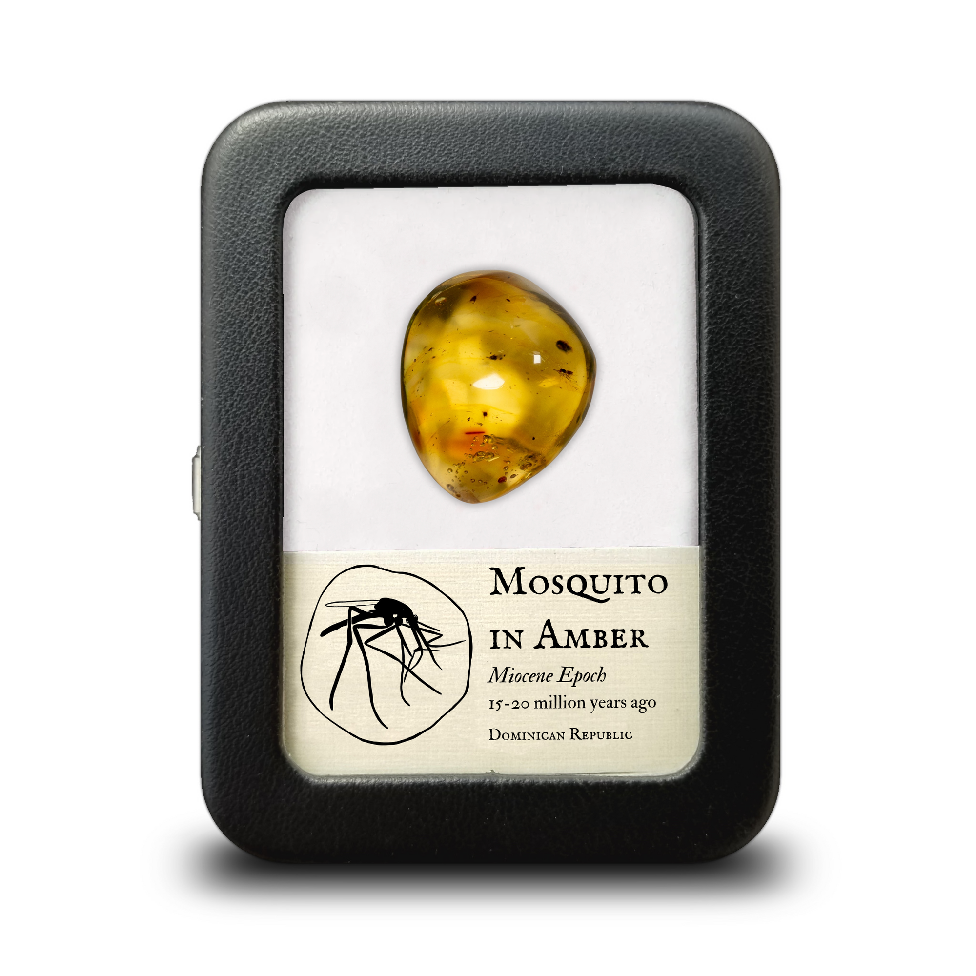 Mosquito with other insect in Dominican Amber -  Miocene Epoch - 15 to 20  MYA - Dominican Republic - 22 mm-