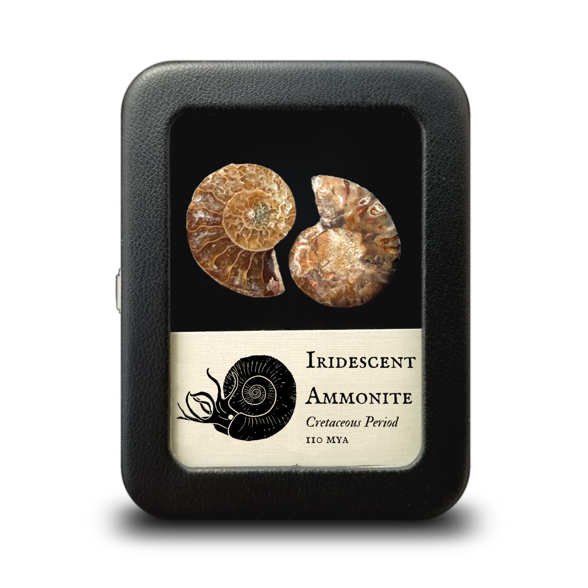 Lovely Madagascar Ammonite Cut In Half And Polished Cretaceous - Foto 10