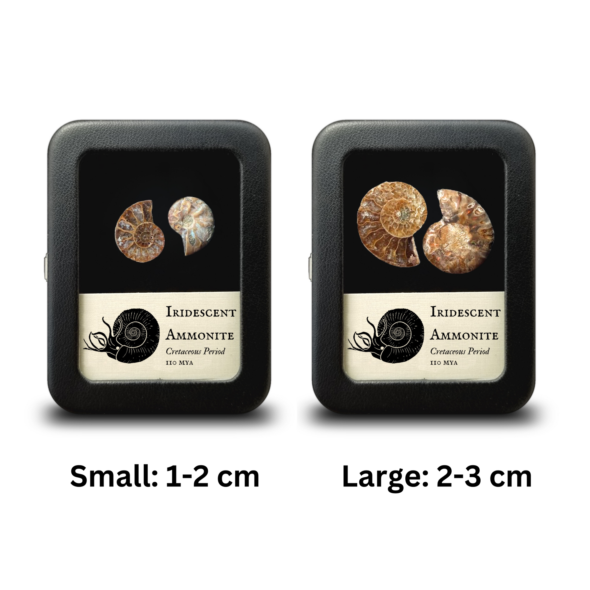 Iridescent Ammonite Cut Halves - Cretaceous Period - 100 MYA - Madagascar
