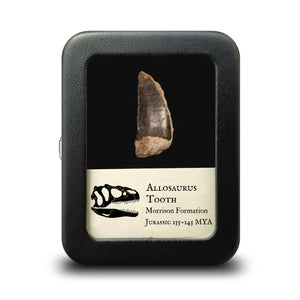 Allosaurus Tooth, 30 mm - Jurassic Period - 155 to 145 MYA - Wyoming, USA