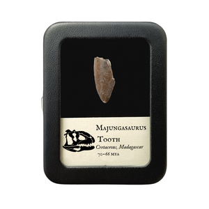 Majungasaurus Tooth 26mm - Cretaceous Period - 70 to 66 MYA - Madagascar