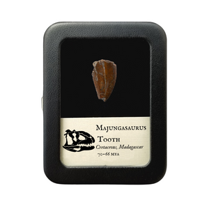 Majungasaurus Tooth 22mm - Cretaceous Period - 70 to 66 MYA - Madagascar