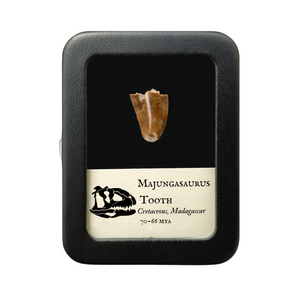 Majungasaurus Tooth 18mm - Cretaceous Period - 70 to 66 MYA - Madagascar