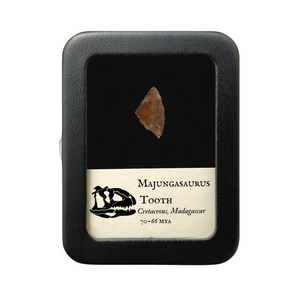 Majungasaurus Tooth 17mm - Cretaceous Period - 70 to 66 MYA - Madagascar
