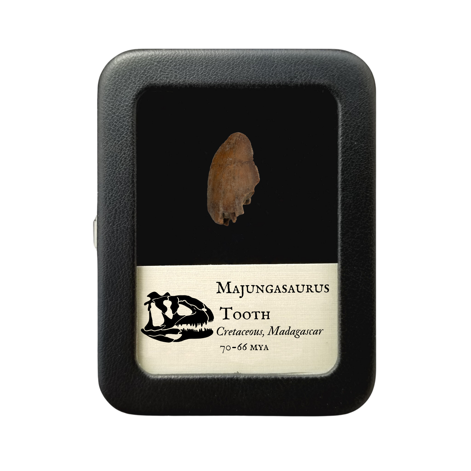 Majungasaurus Tooth 24mm - Cretaceous Period - 70 to 66 MYA - Madagascar
