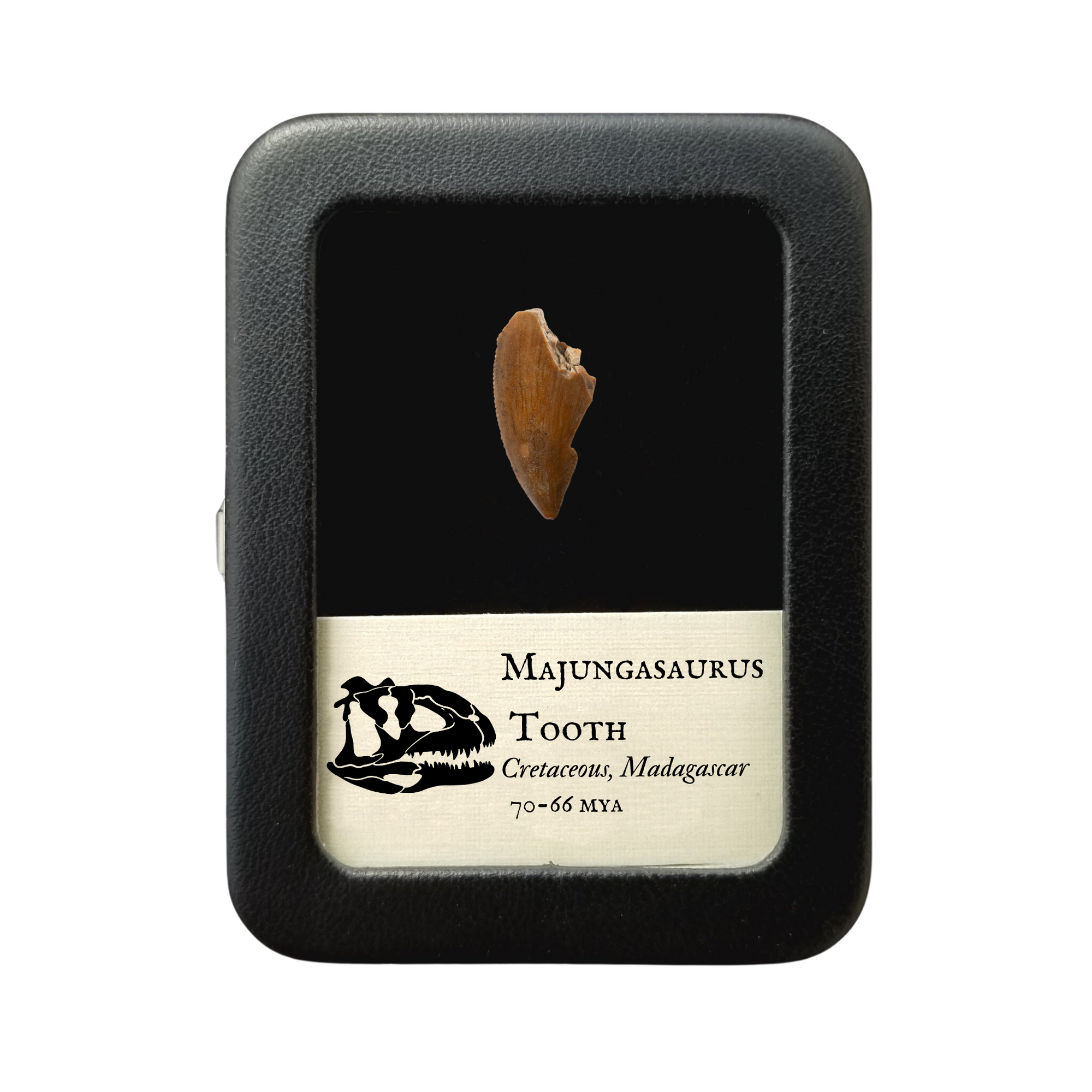 Majungasaurus Tooth 27mm - Cretaceous Period - 70 to 66 MYA - Madagascar