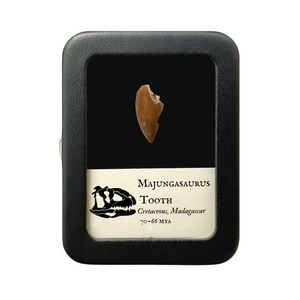 Majungasaurus Tooth 27mm - Cretaceous Period - 70 to 66 MYA - Madagascar