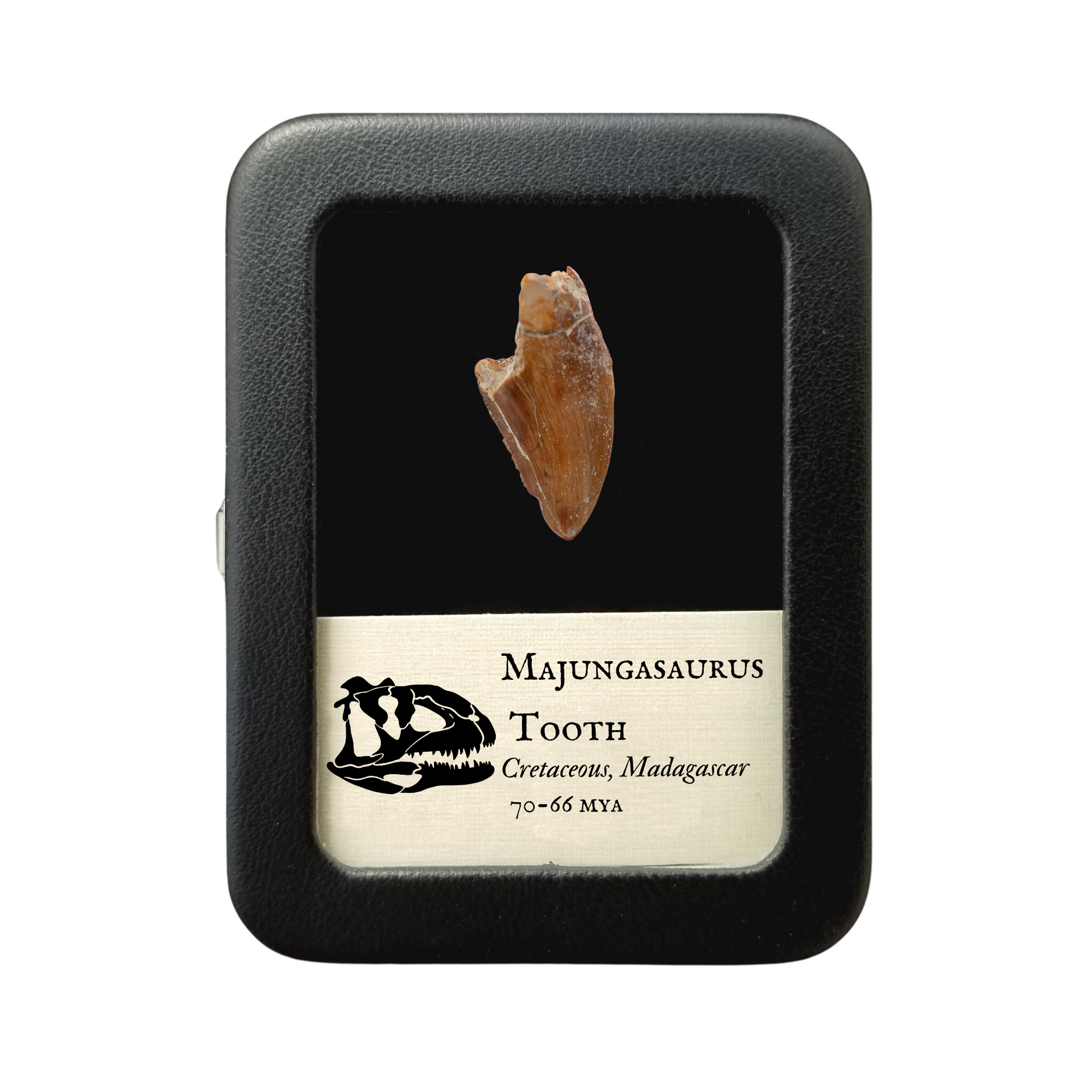 Majungasaurus Tooth 25mm - Cretaceous Period - 70 to 66 MYA - Madagascar