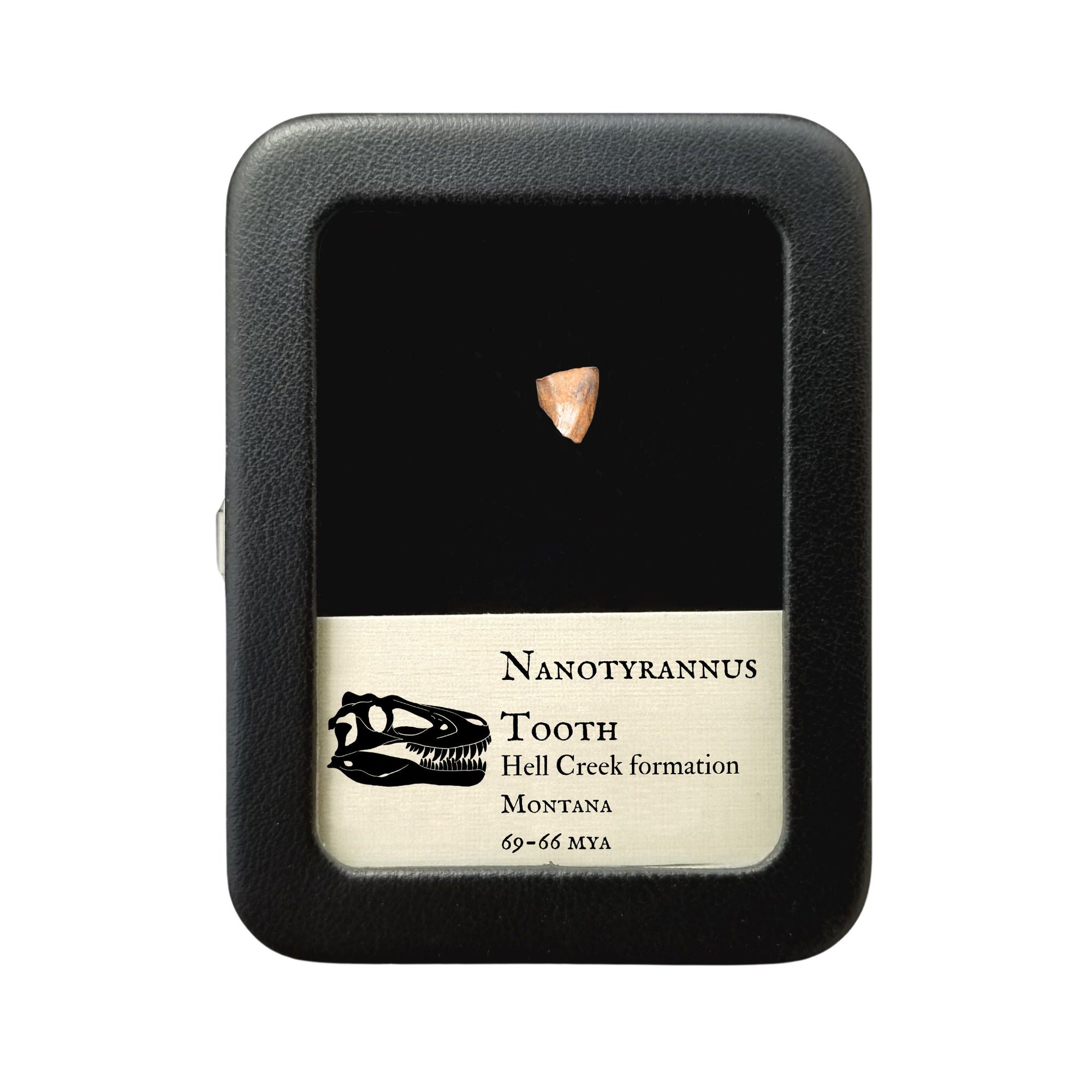 Nanotyrannus Tooth, 9 mm long - Cretaceous Period - 68 to 66 MYA - Montana, USA