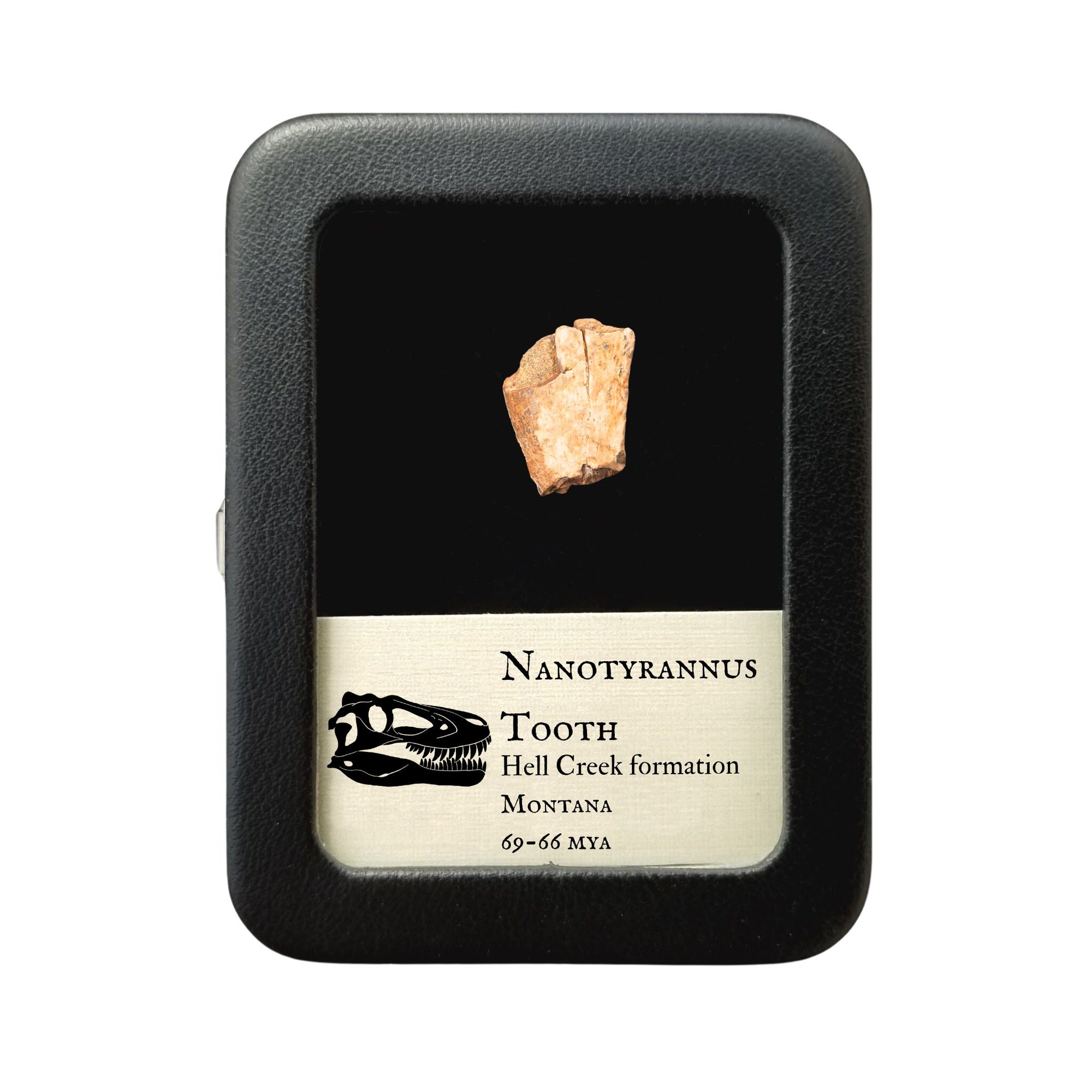 Nanotyrannus Tooth, 18 mm long - Cretaceous Period - 68 to 66 MYA - Montana, USA