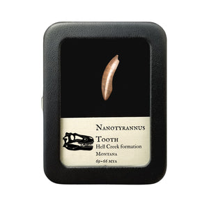 Nanotyrannus Tooth, 23 mm long - Cretaceous Period - 68 to 66 MYA - Montana, USA