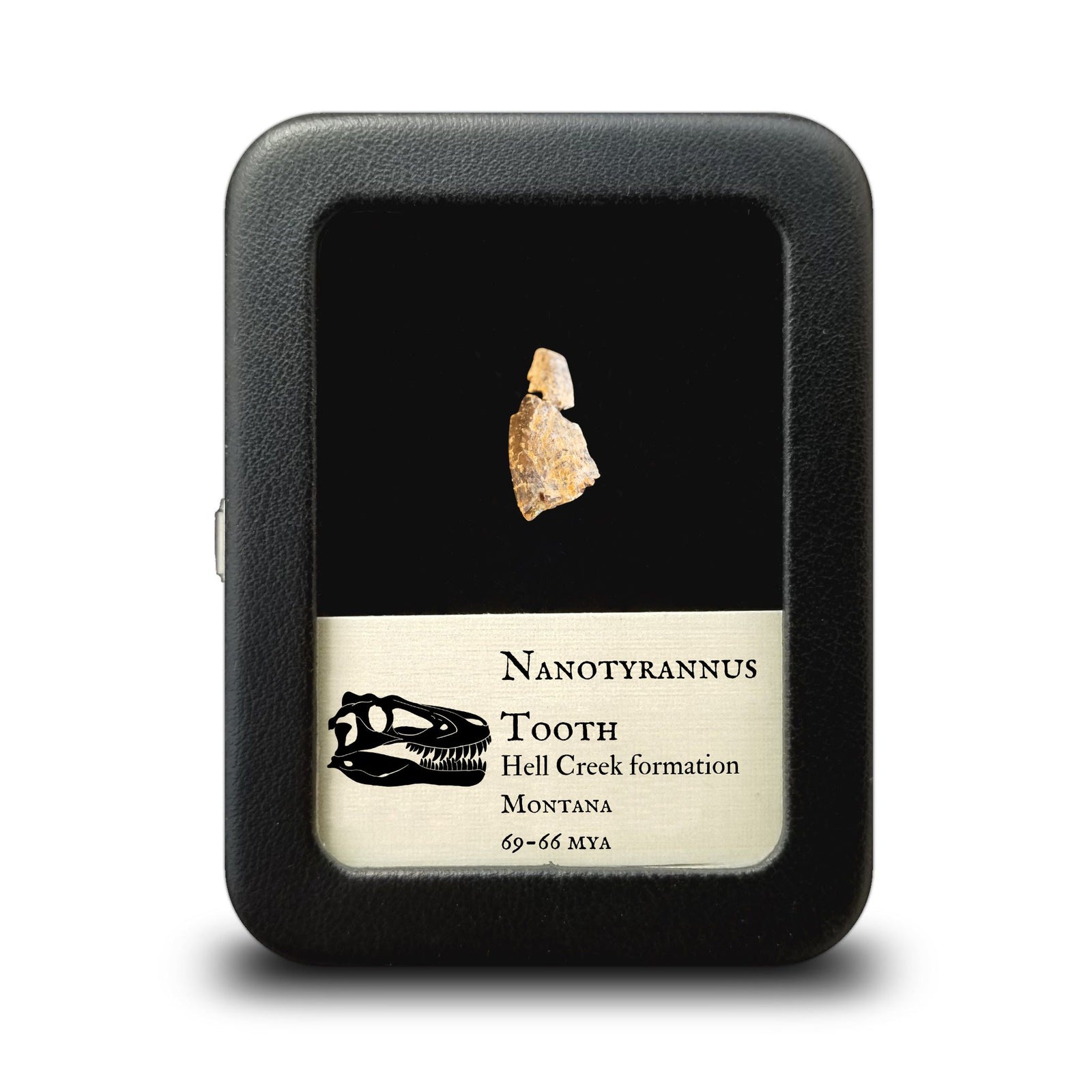 Nanotyrannus Tooth, 22 mm long - Cretaceous Period - 68 to 66 MYA - Montana, USA