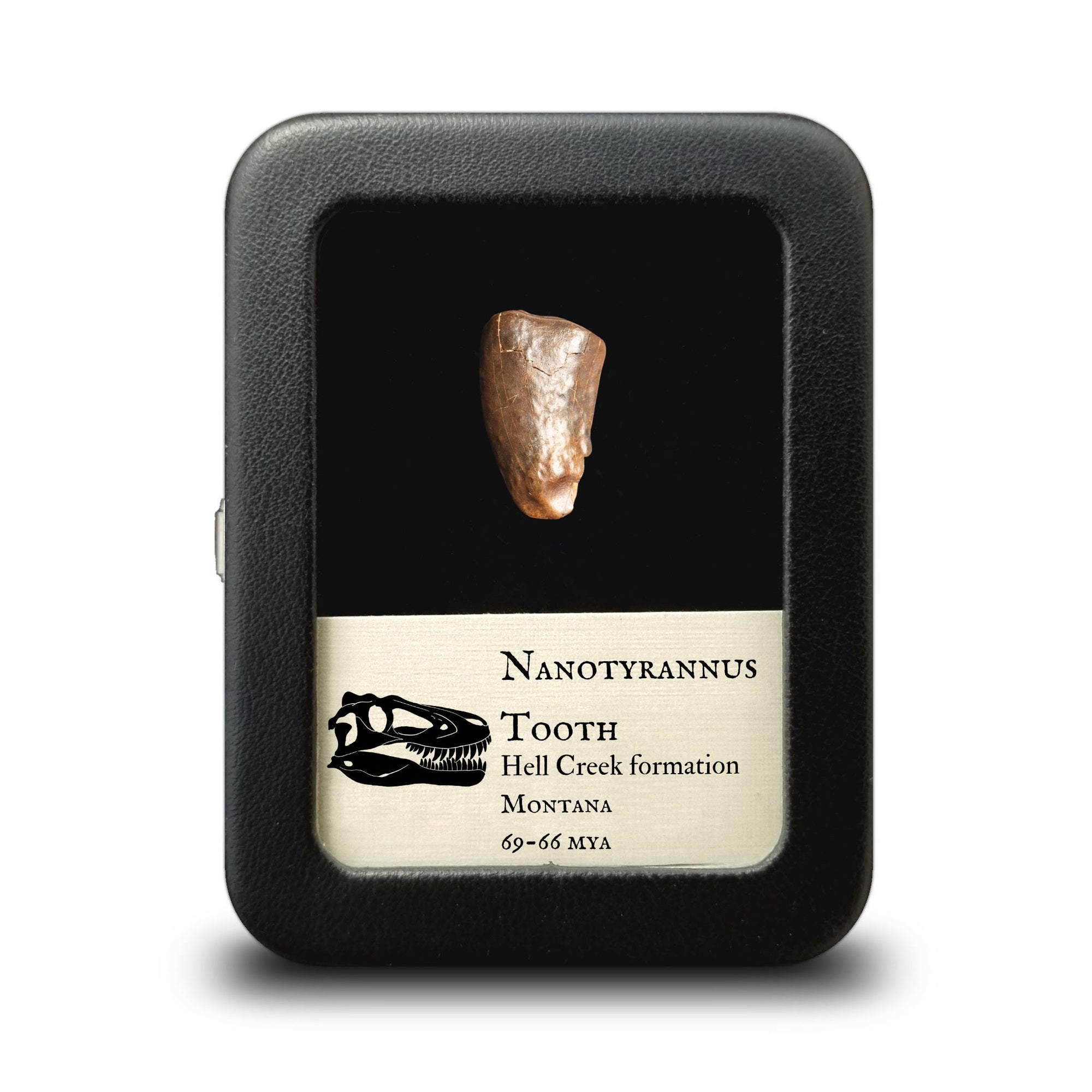 Nanotyrannus Tooth, 18 mm long - Cretaceous Period - 68 to 66 MYA - Montana, USA