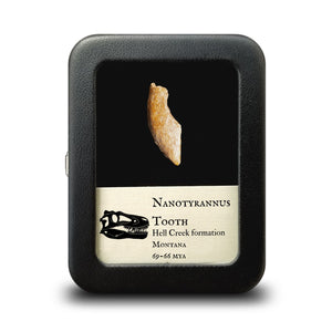 Nanotyrannus Tooth, 26 mm long - Cretaceous Period - 68 to 66 MYA - Montana, USA