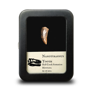 Nanotyrannus Tooth, 20 mm long - Cretaceous Period - 68 to 66 MYA - Montana, USA