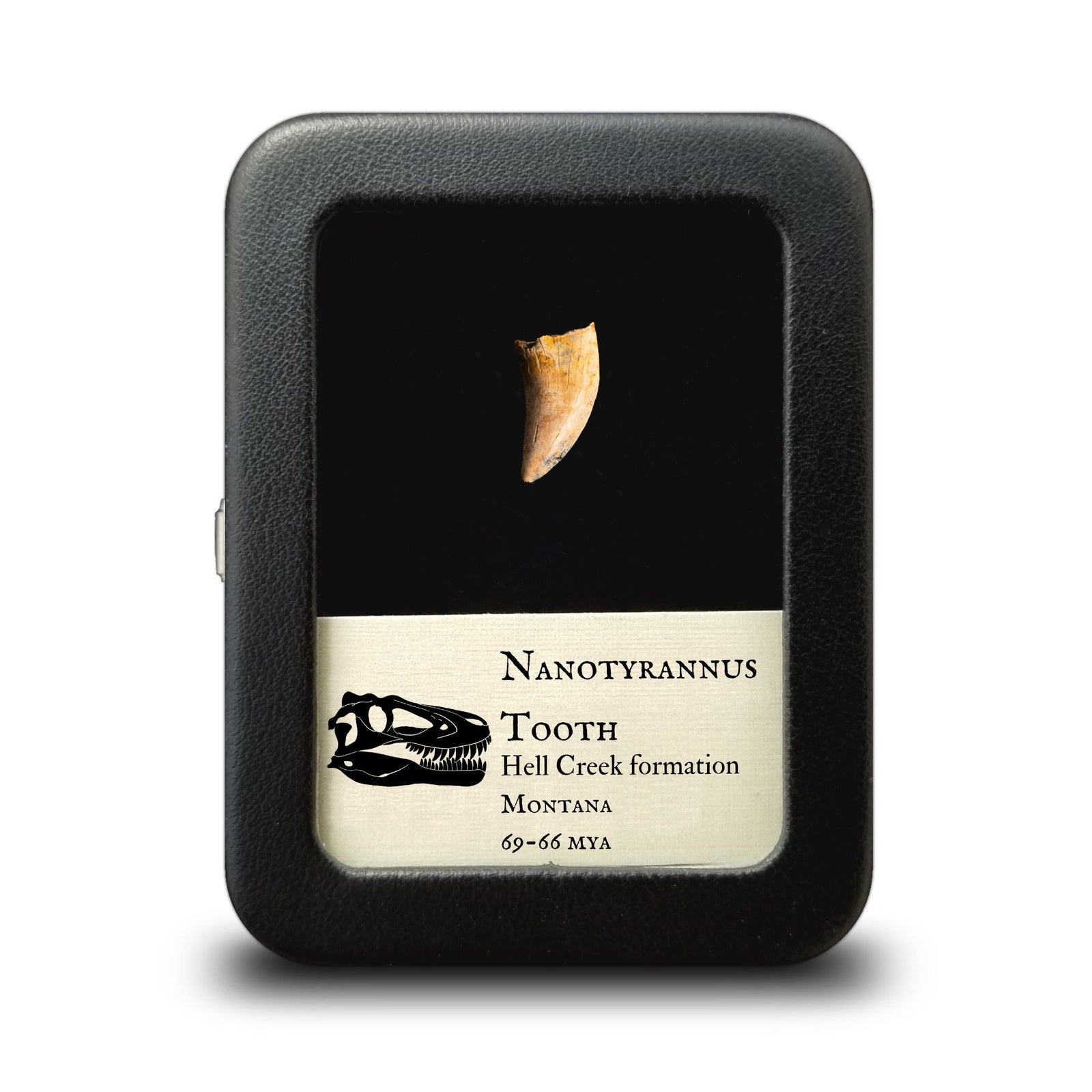 Nanotyrannus Tooth, 22 mm long - Cretaceous Period - 68 to 66 MYA - Montana, USA