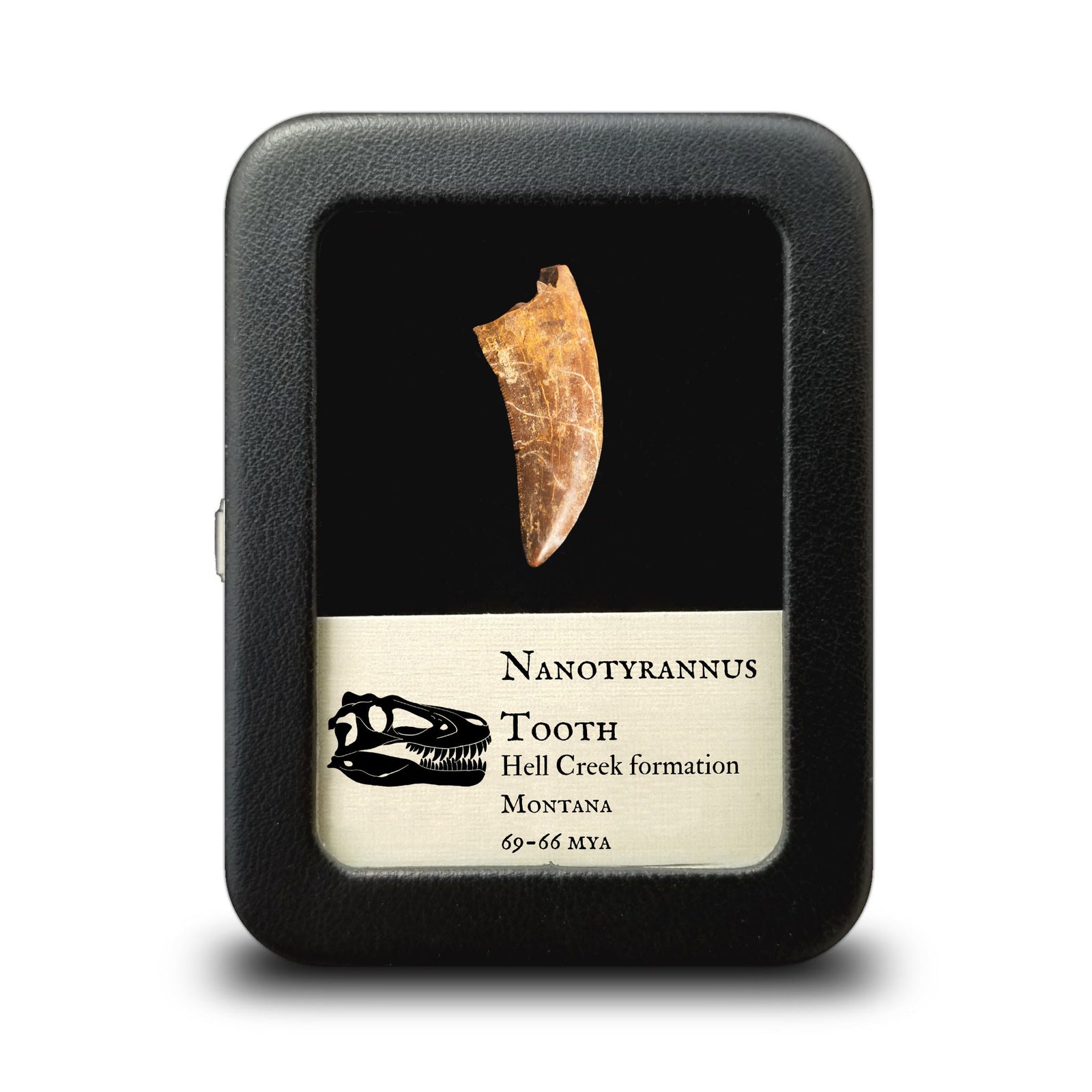 Nanotyrannus Tooth, 23 mm long - Cretaceous Period - 68 to 66 MYA - Montana, USA