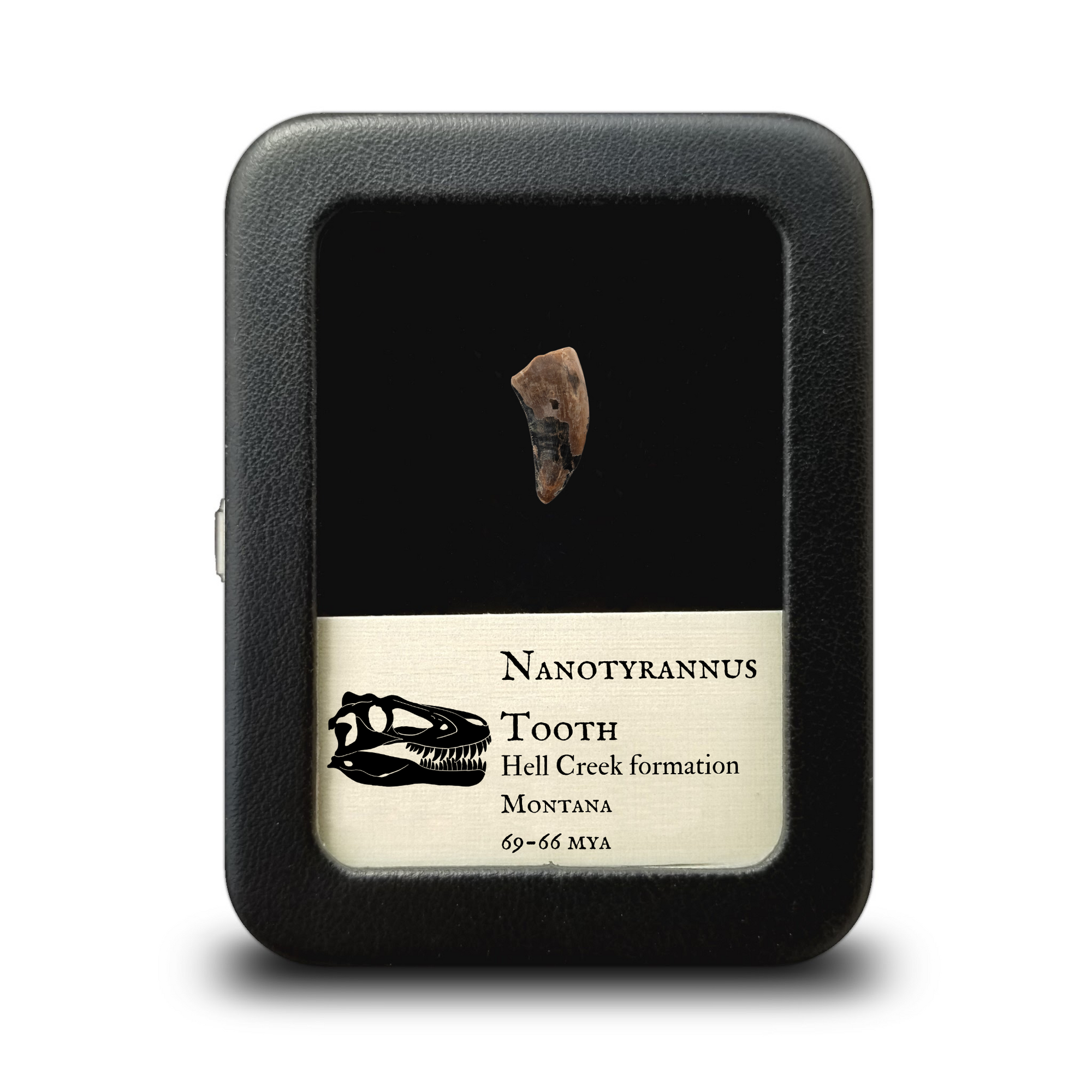 Nanotyrannus Tooth,  22 mm long - Cretaceous Period - 68 to 66 MYA - Montana, USA