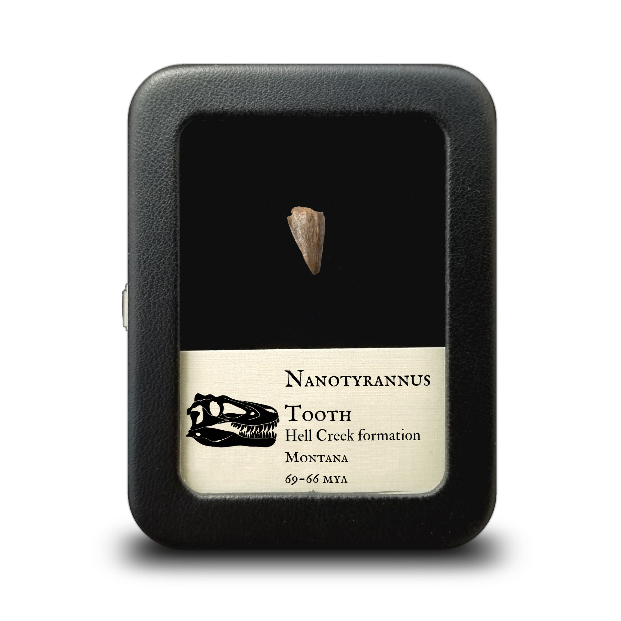 Nanotyrannus Tooth,  18 mm long - Cretaceous Period - 68 to 66 MYA - Montana, USA