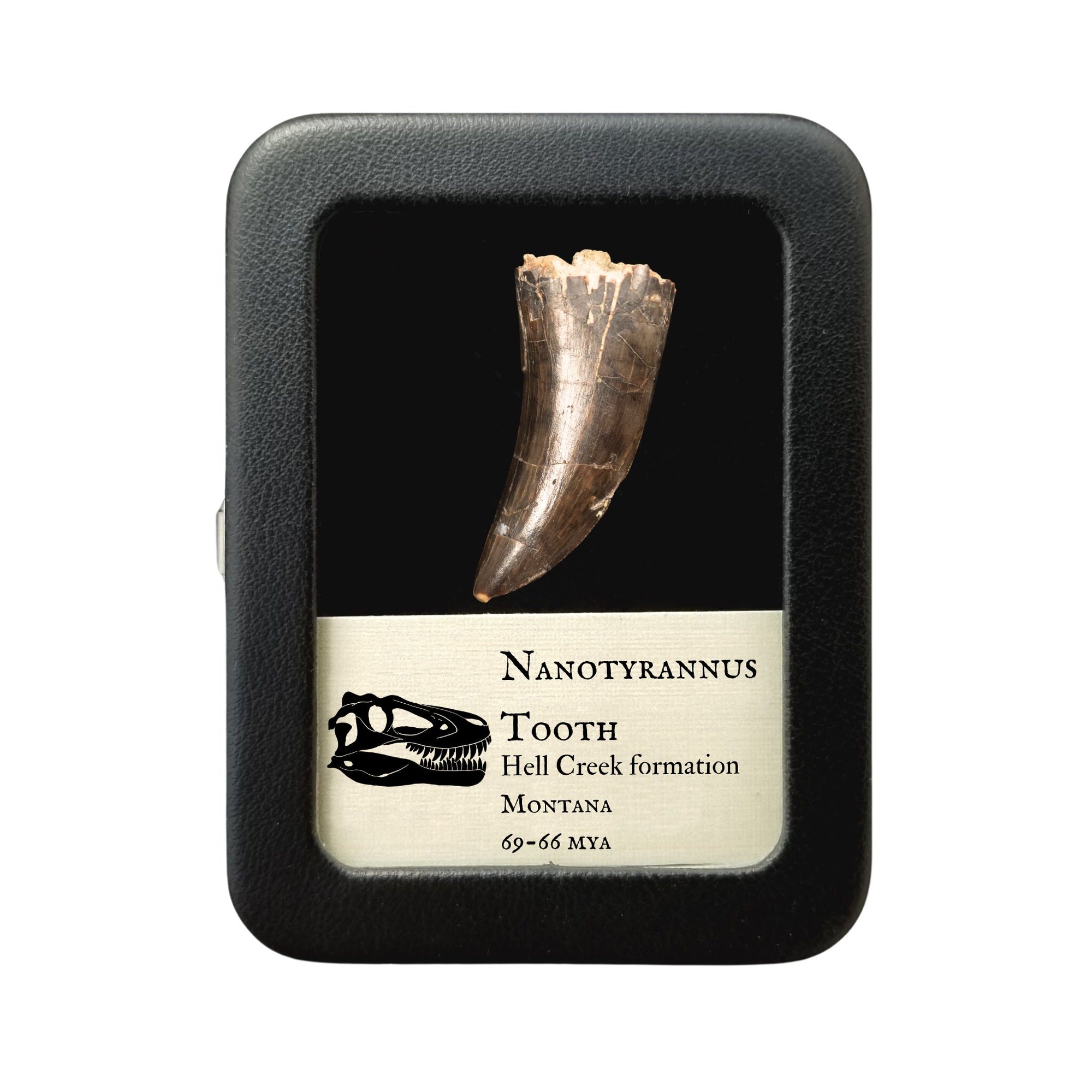 Nanotyrannus Tooth, 35 mm long - Cretaceous Period - 68 to 66 MYA - Montana, USA