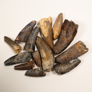Suchomimus Dinosaur Tooth - Cretaceous Period - 125 to 112 MYA - Africa
