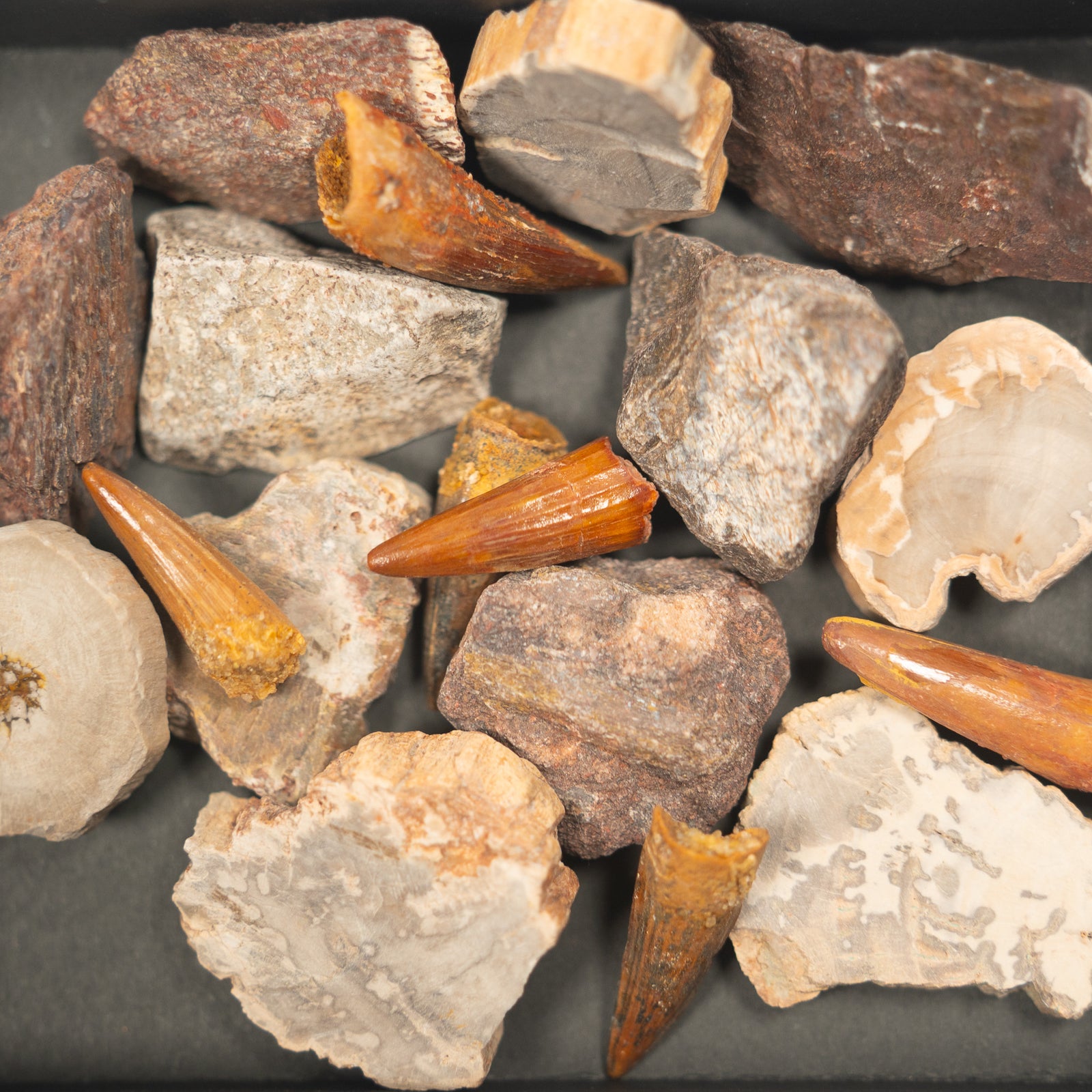 Fossils Of The Mesozoic Large Display  - Triassic Jurassic Cretaceous - 252 to 93 MYA - Utah USA Morocco Madagascar