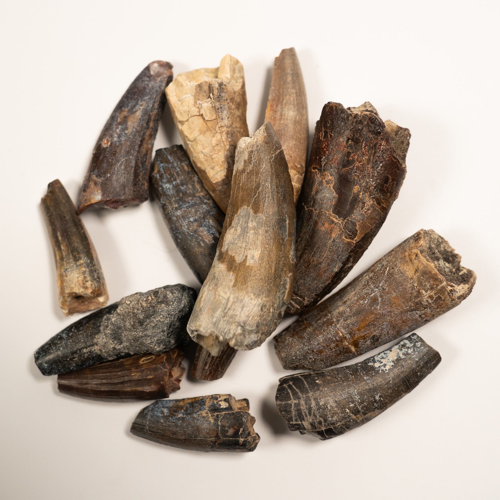 Suchomimus Dinosaur Tooth - Cretaceous Period - 125 to 112 MYA - Africa