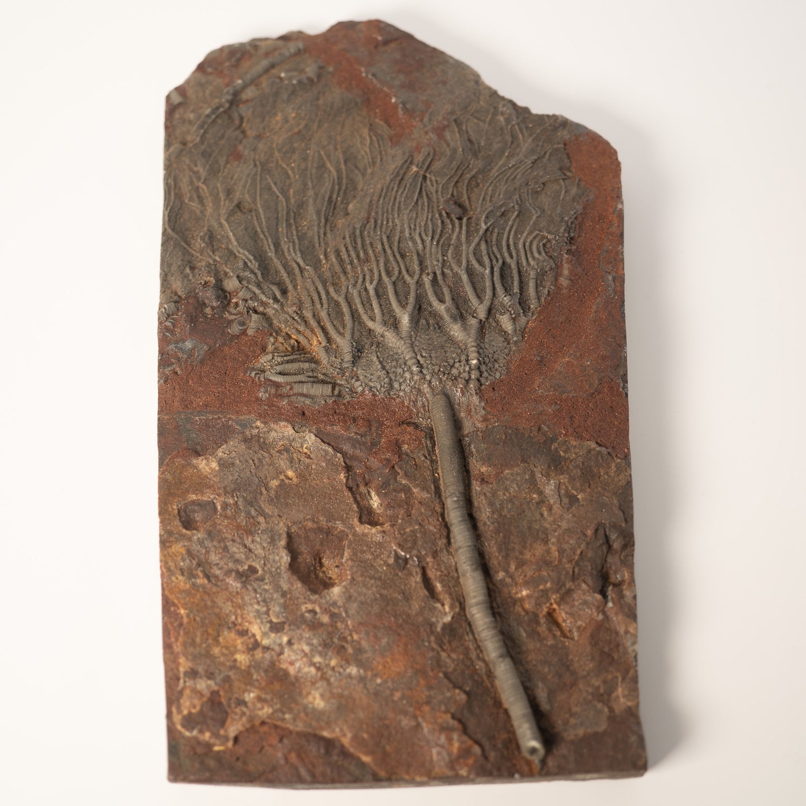 Fossil Crinoid Plate (Scyphocrinites), 11 inches - Silurian Period - 423 to 419.2 MYA - Morocco