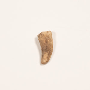 Nanotyrannus Tooth, 13 mm long - Cretaceous Period - 68 to 66 MYA - Montana, USA
