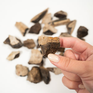 Tyrannosaurus Rex Bone Fragment - Cretaceous Period Lance Creek Formation- 69 to 66 MYA - Wyoming, USA