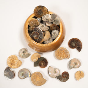 Ammonites Of The World Large Display  - Cretaceous Period Jurassic Period - 101 to 66 MYA 174.1 to 145 MYA- Madagascar