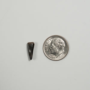 Nanotyrannus Tooth, 12 mm long - Cretaceous Period - 68 to 66 MYA - Montana, USA