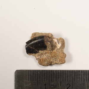 Raptor Tooth on Matrix, Hell Creek - Cretaceous Period - 68 to 66 MYA - Montana, USA