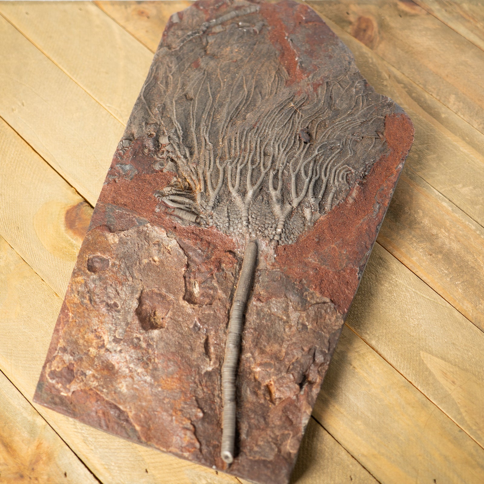 Fossil Crinoid Plate (Scyphocrinites), 11 inches - Silurian Period - 423 to 419.2 MYA - Morocco