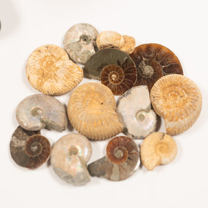 Ammonites Of The World Large Display  - Cretaceous Period Jurassic Period - 101 to 66 MYA 174.1 to 145 MYA- Madagascar